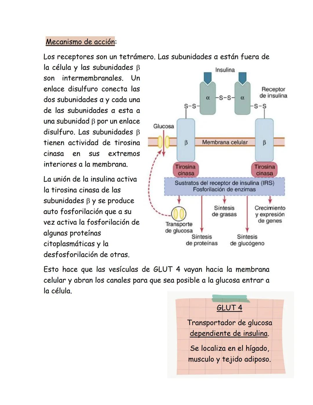 # Páncreas endocrino
Ubicación anatómica:
Órgano retroperitoneal, se extiende
transversalmente desde el duodeno
hasta el bazo, por detrás d