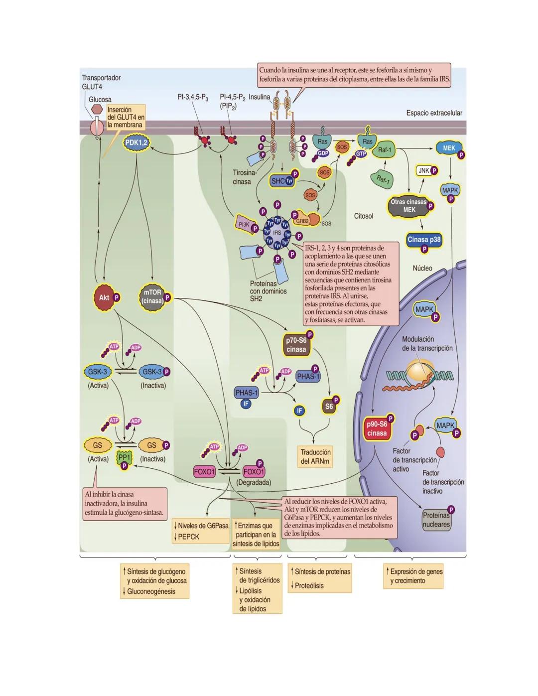 # Páncreas endocrino
Ubicación anatómica:
Órgano retroperitoneal, se extiende
transversalmente desde el duodeno
hasta el bazo, por detrás d