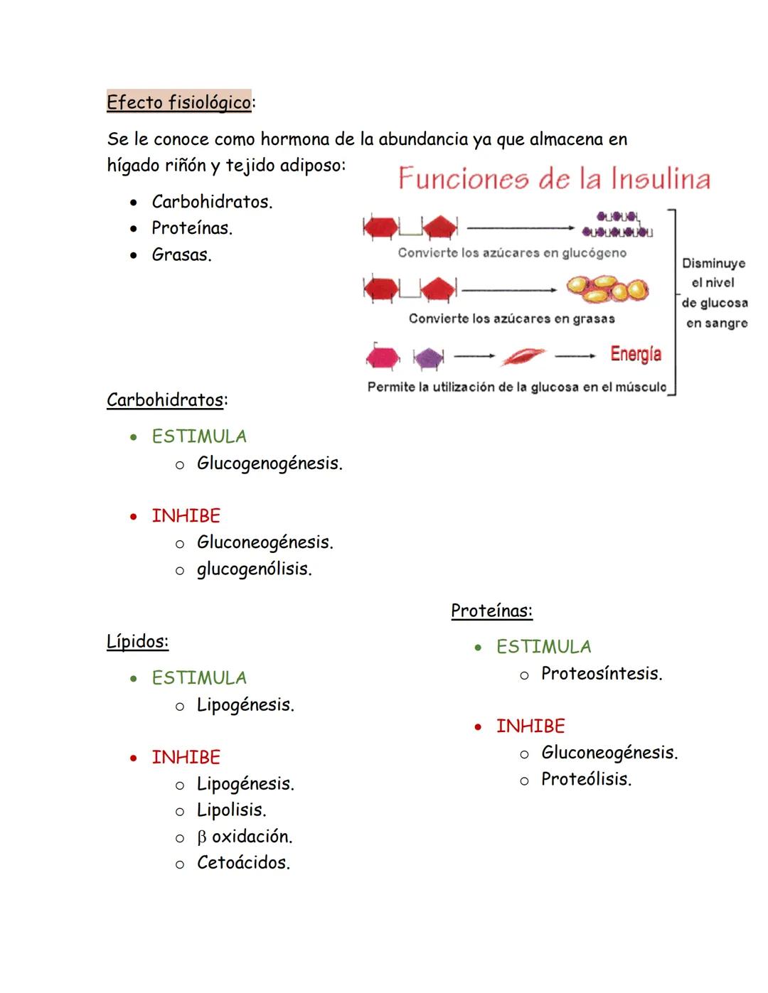 # Páncreas endocrino
Ubicación anatómica:
Órgano retroperitoneal, se extiende
transversalmente desde el duodeno
hasta el bazo, por detrás d