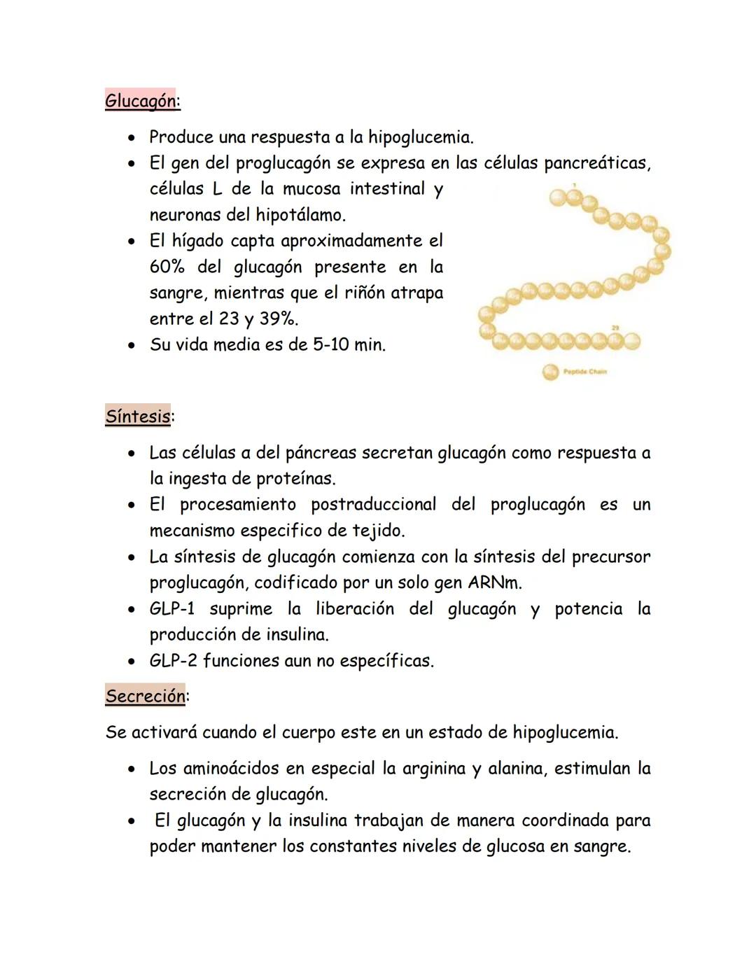 # Páncreas endocrino
Ubicación anatómica:
Órgano retroperitoneal, se extiende
transversalmente desde el duodeno
hasta el bazo, por detrás d
