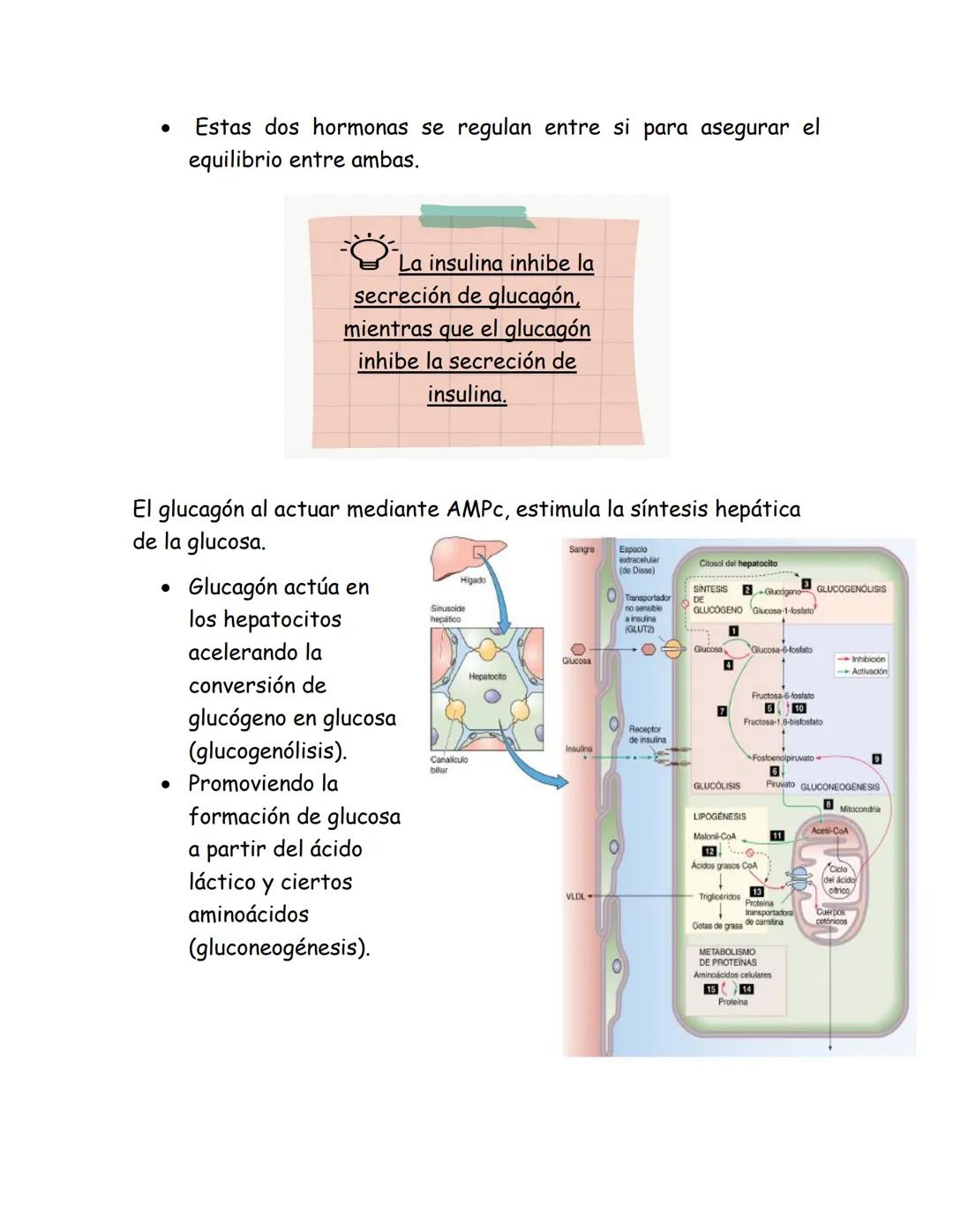 # Páncreas endocrino
Ubicación anatómica:
Órgano retroperitoneal, se extiende
transversalmente desde el duodeno
hasta el bazo, por detrás d