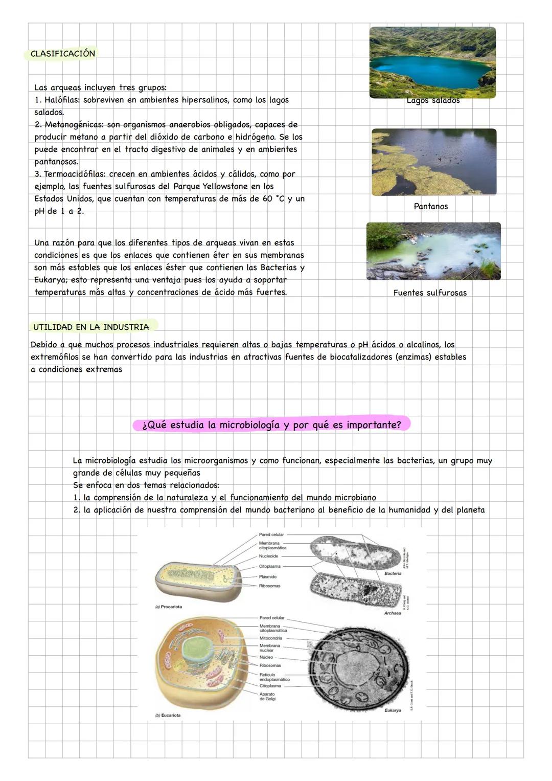Dominios
Reinos
Bacteria
Archae
Eucarya
Moneras
Protistas
Hongos
Plantas
Animales
Reinos
DOMINIO ARCHAEA
Características
Son célul