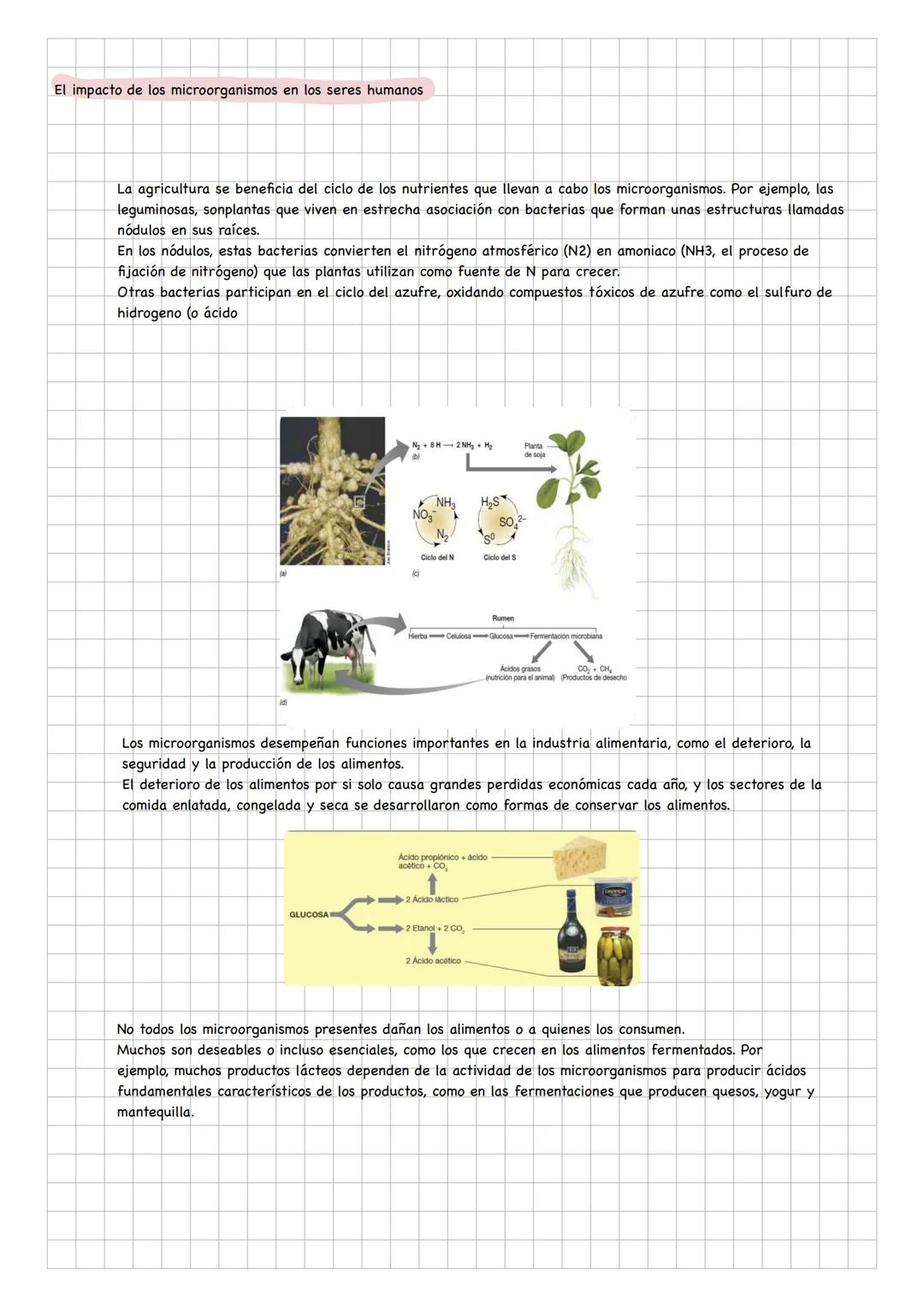 Dominios
Reinos
Bacteria
Archae
Eucarya
Moneras
Protistas
Hongos
Plantas
Animales
Reinos
DOMINIO ARCHAEA
Características
Son célul