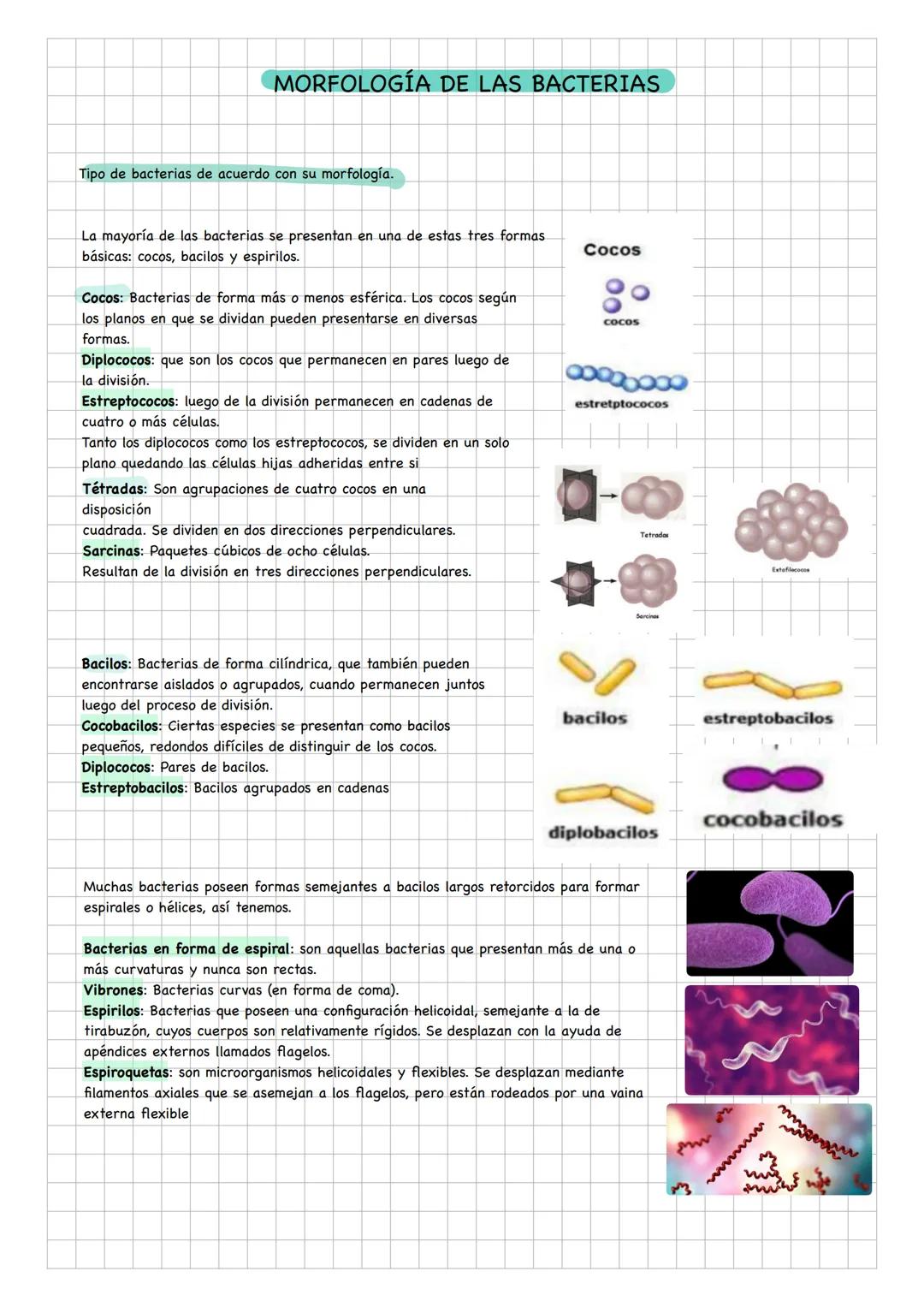 Dominios
Reinos
Bacteria
Archae
Eucarya
Moneras
Protistas
Hongos
Plantas
Animales
Reinos
DOMINIO ARCHAEA
Características
Son célul