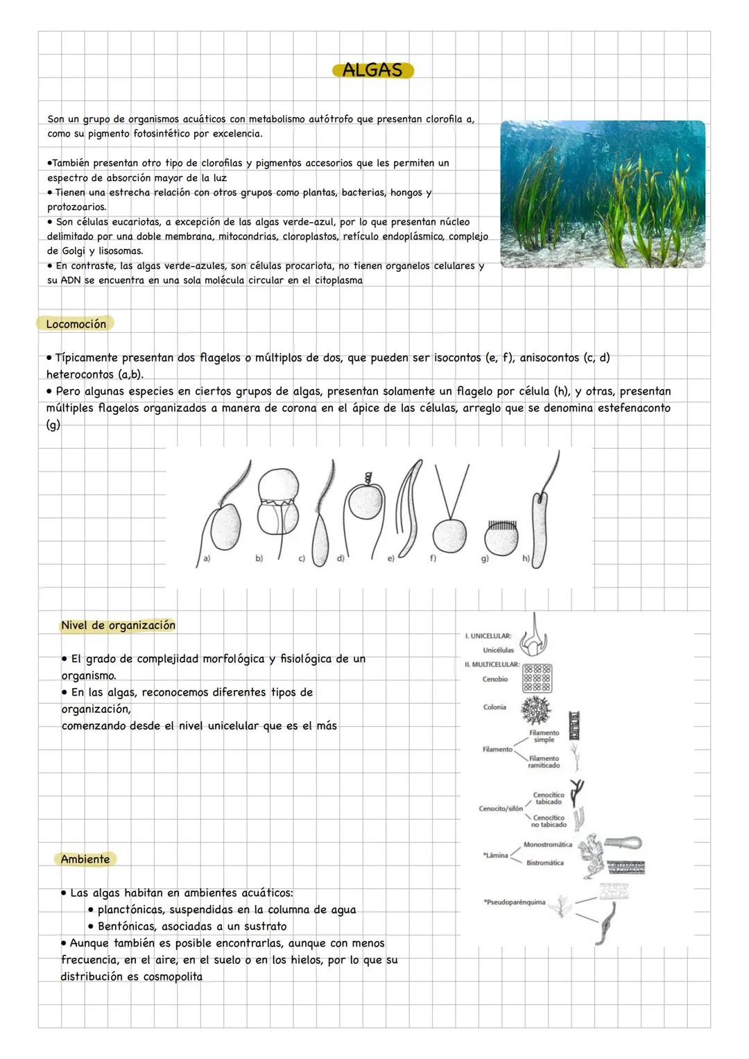 Dominios
Reinos
Bacteria
Archae
Eucarya
Moneras
Protistas
Hongos
Plantas
Animales
Reinos
DOMINIO ARCHAEA
Características
Son célul
