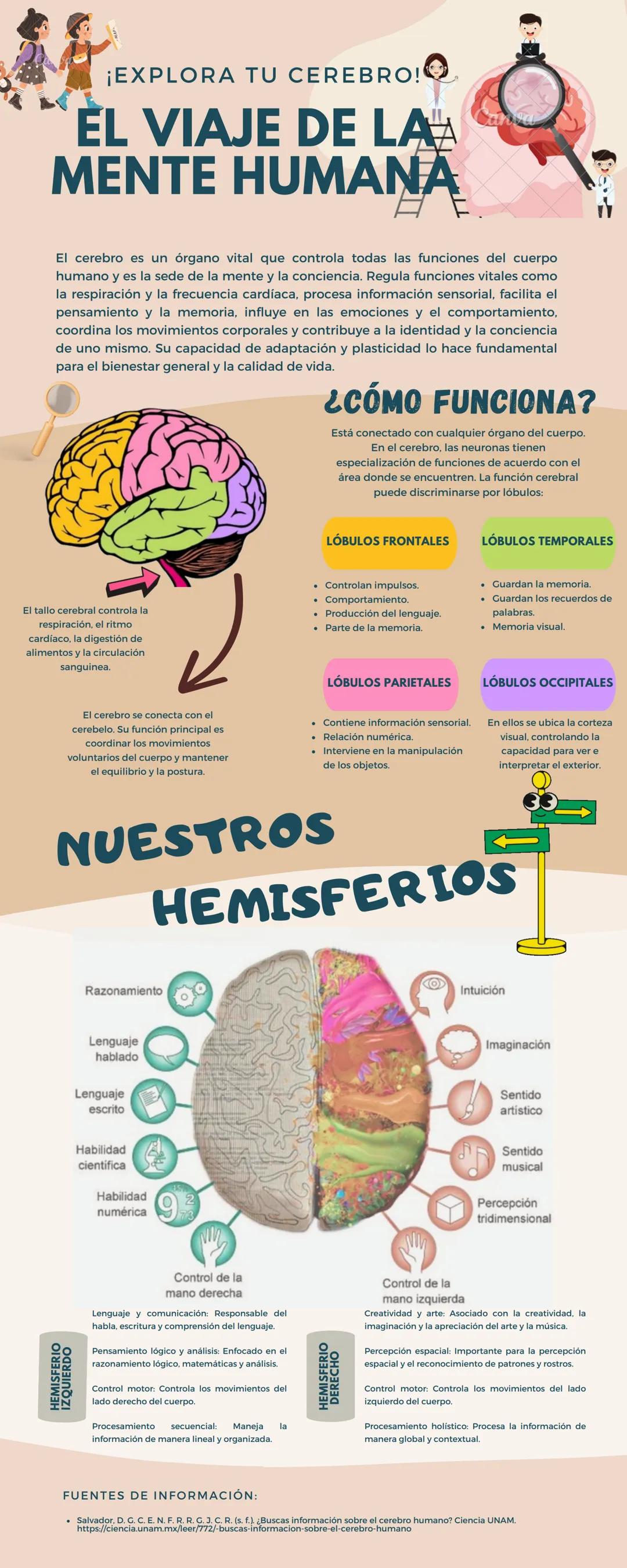 # ¡EXPLORA TU CEREBRO!
# EL VIAJE DE LAA
MENTE HUMANA
El cerebro es un órgano vital que controla todas las funciones del cuerpo
humano y e
