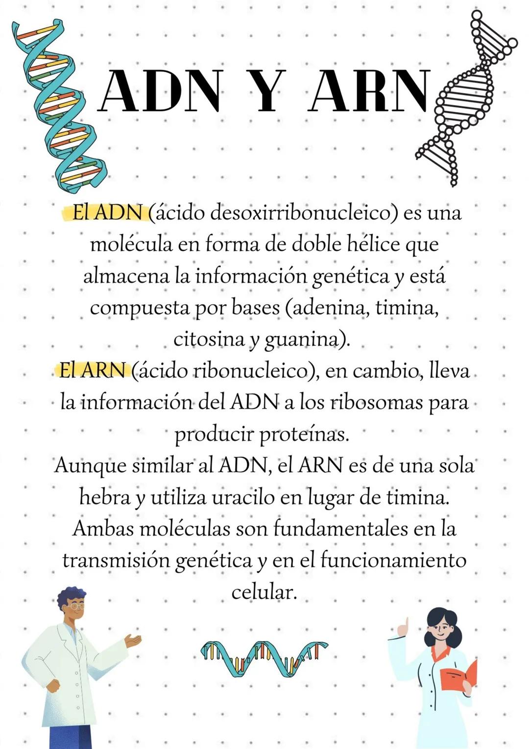 ADN Y ARN
.
El ADN (ácido desoxirribonucleico) es una
molécula en forma de doble hélice que
almacena la información genética y está
compuest