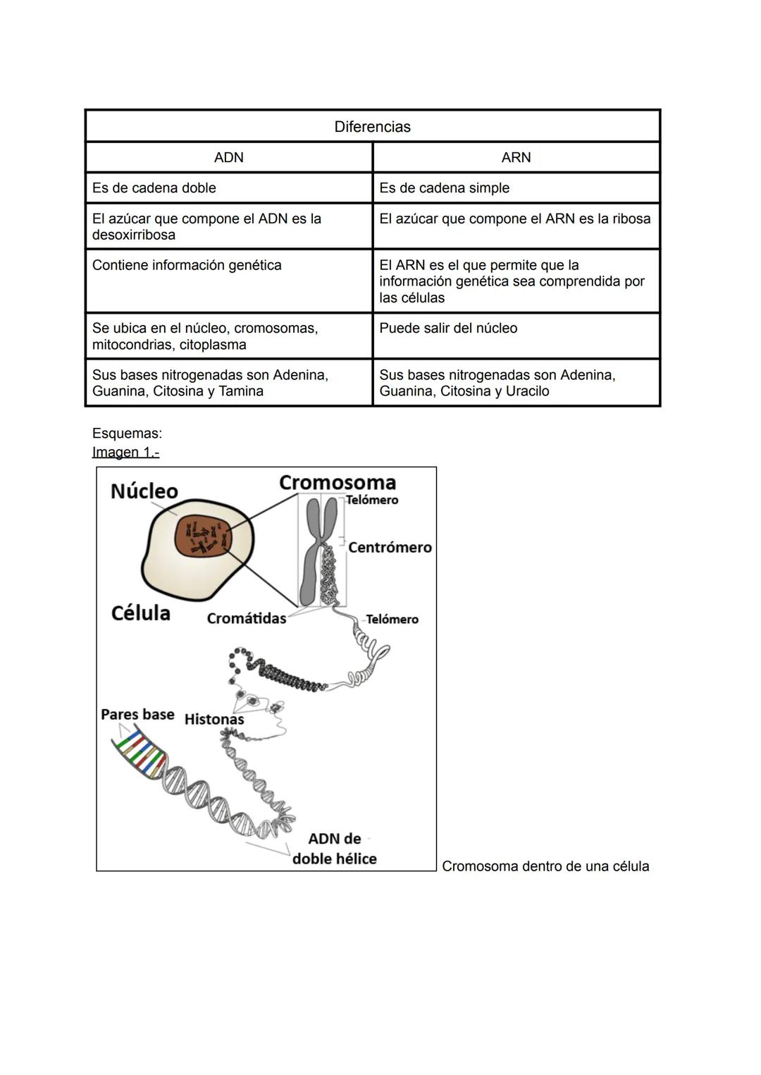 Diferencias
| ADN | ARN |
|---|---|
| Es de cadena doble | Es de cadena simple |
| El azúcar que compone el ADN es la desoxirribosa | El az