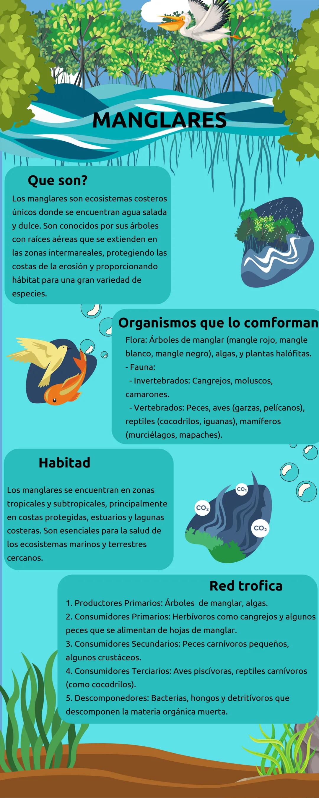 # MANGLARES
Que son?
Los manglares son ecosistemas costeros
únicos donde se encuentran agua salada
y dulce. Son conocidos por sus árboles