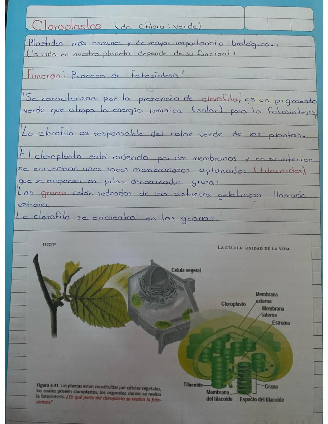 # Fotosintesis
onabolica
Proceso mediante el cual las plantas verdes captan la energia
solar y la utilizan para sintetizar compuestos de c
