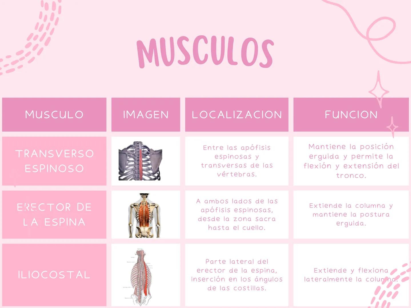 # MUSCULOS
| MUSCULO | IMAGEN