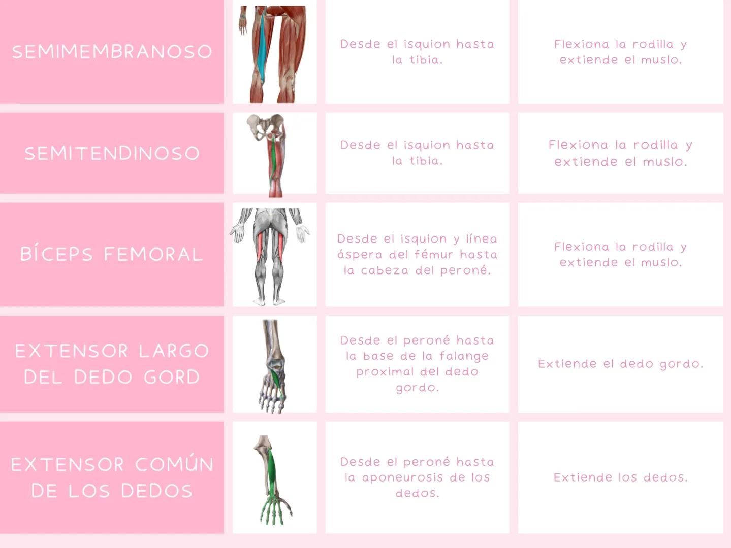 # MUSCULOS
| MUSCULO | IMAGEN