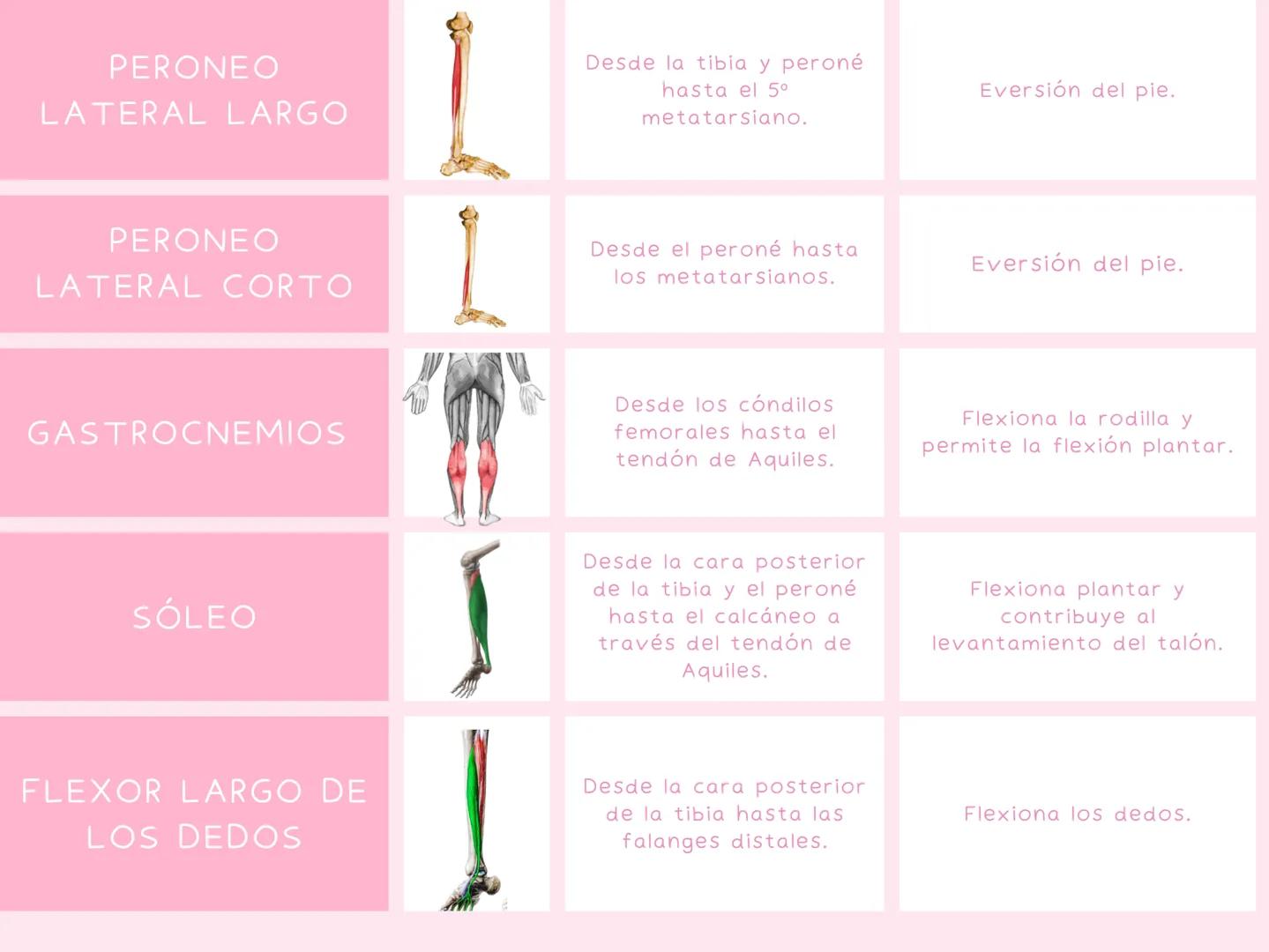 # MUSCULOS
| MUSCULO | IMAGEN