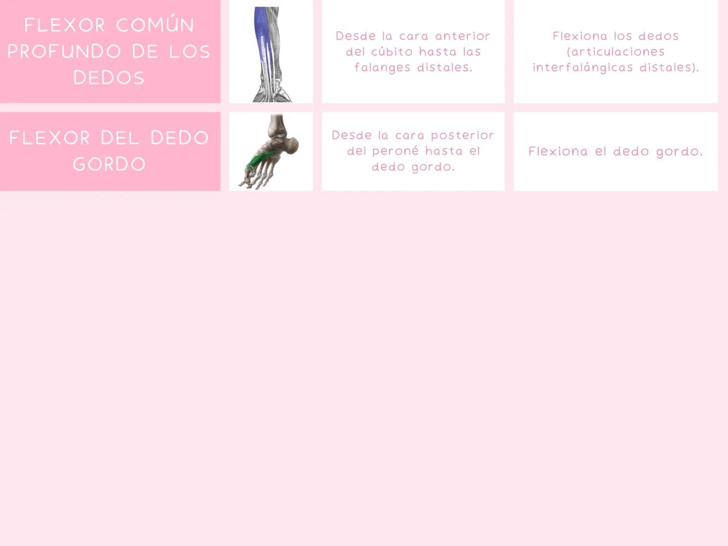 # MUSCULOS
| MUSCULO | IMAGEN