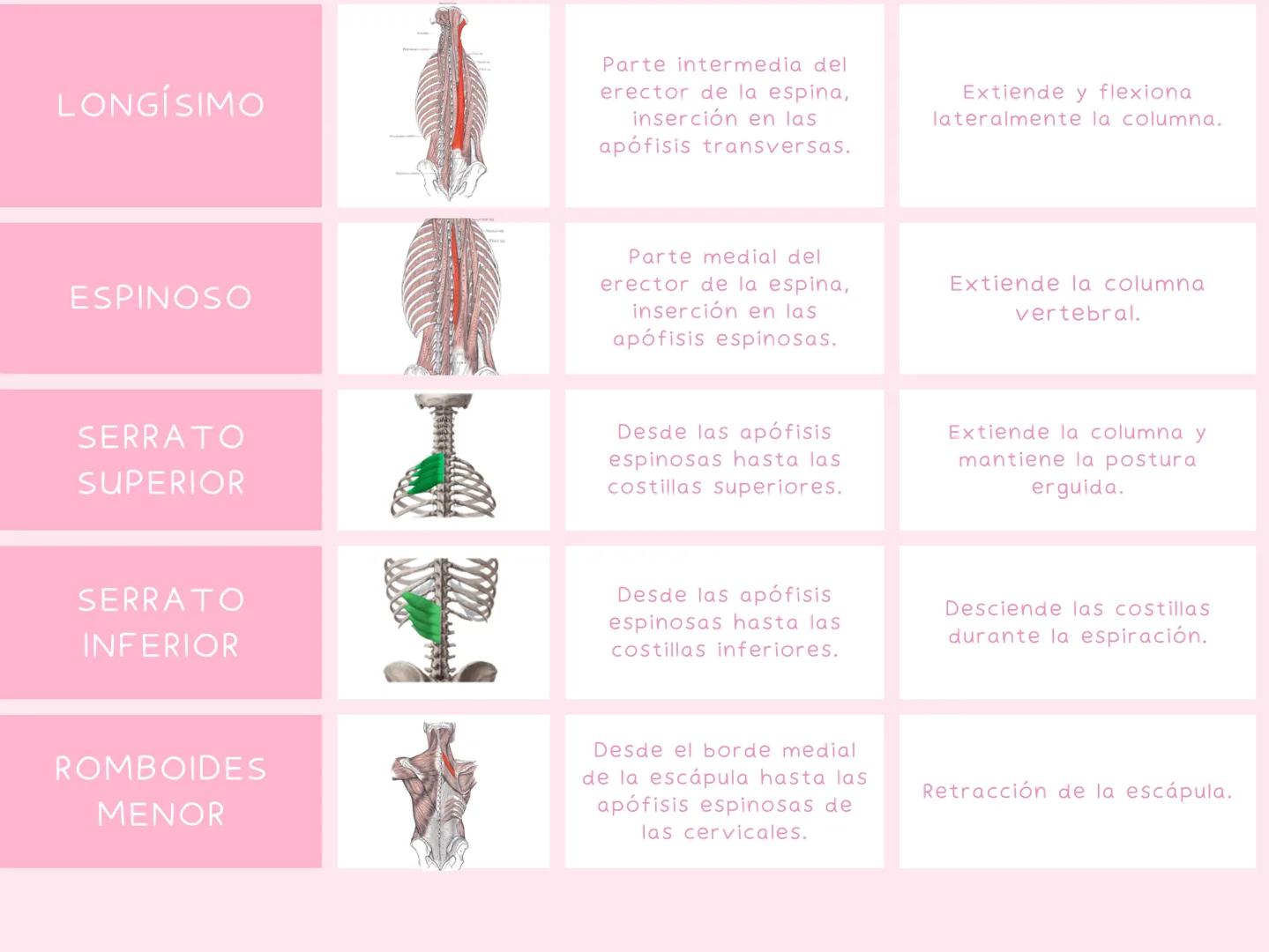 # MUSCULOS
| MUSCULO | IMAGEN