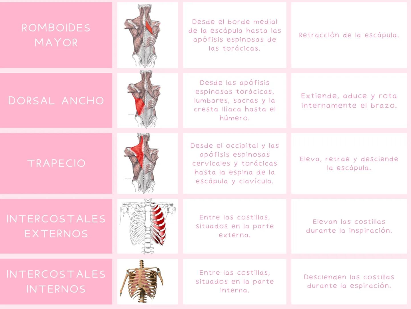 # MUSCULOS
| MUSCULO | IMAGEN