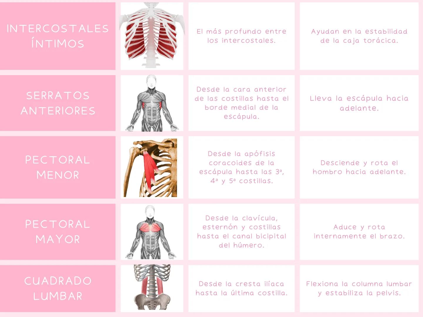 # MUSCULOS
| MUSCULO | IMAGEN