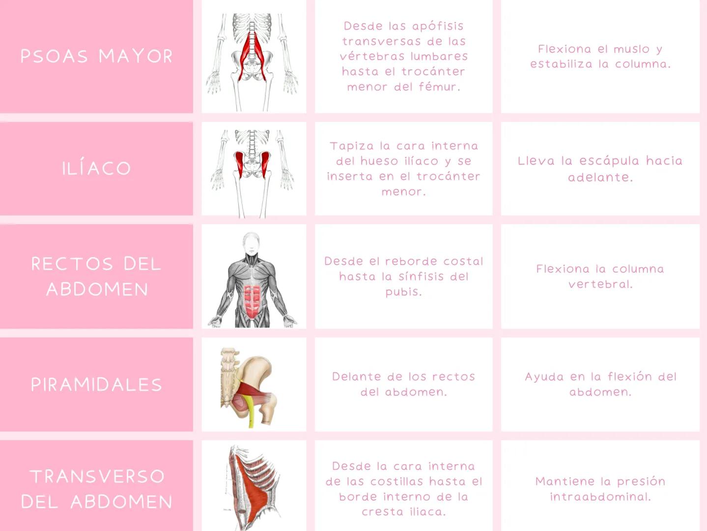 # MUSCULOS
| MUSCULO | IMAGEN