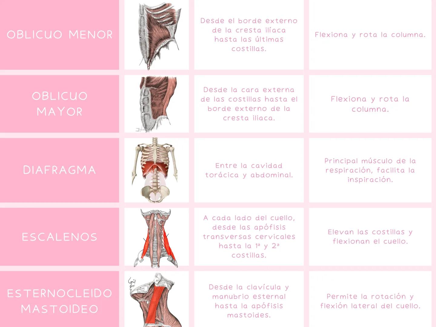 # MUSCULOS
| MUSCULO | IMAGEN