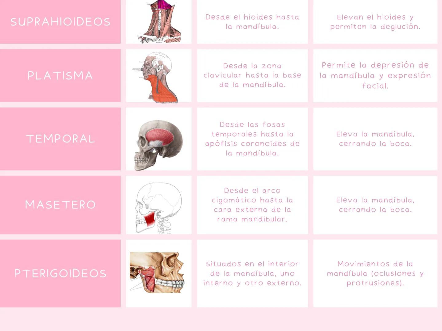 # MUSCULOS
| MUSCULO | IMAGEN