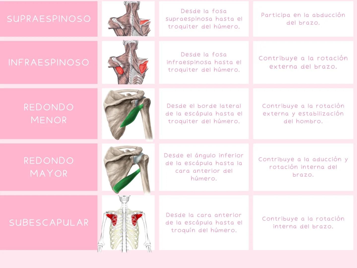 # MUSCULOS
| MUSCULO | IMAGEN