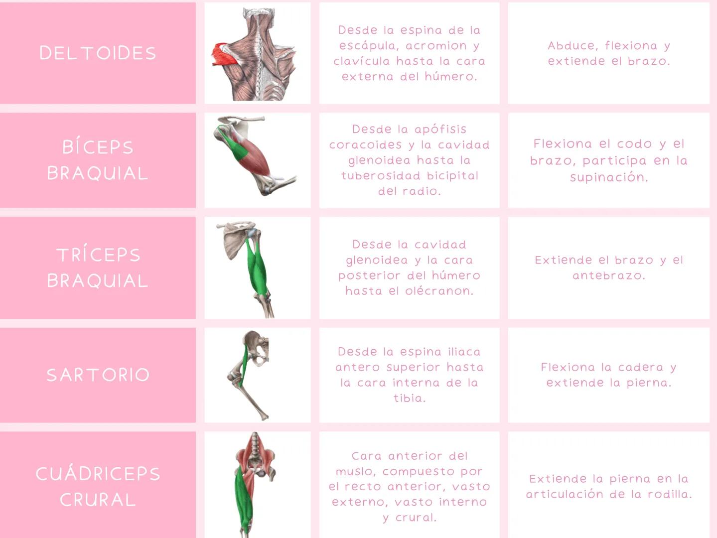 # MUSCULOS
| MUSCULO | IMAGEN