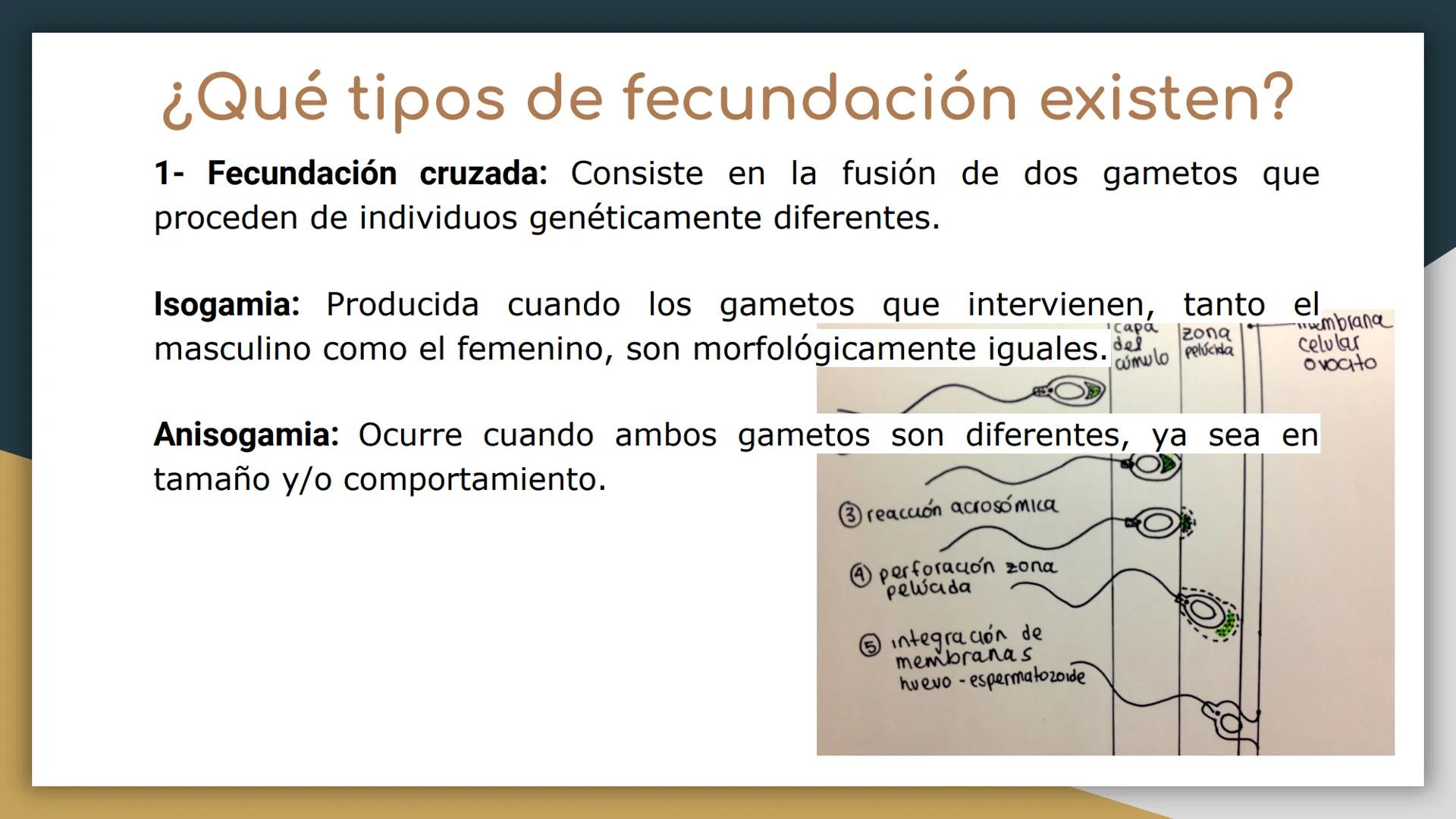 Reproducción sexual y
asexual
• Castillo Cruz Arely
García Cervantes Adriana Paola
García Hernández Andrea Polette
Gonzalez Moreno Gustavo J