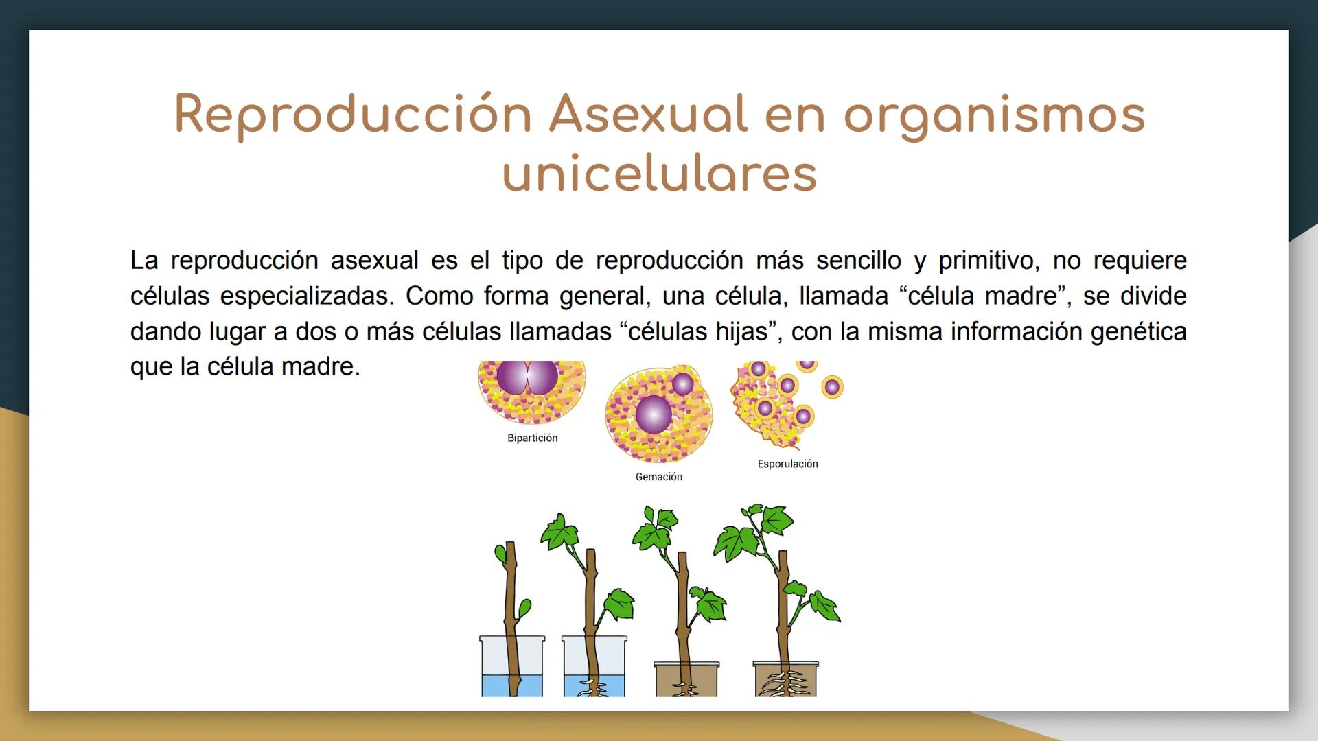 Reproducción sexual y
asexual
• Castillo Cruz Arely
García Cervantes Adriana Paola
García Hernández Andrea Polette
Gonzalez Moreno Gustavo J