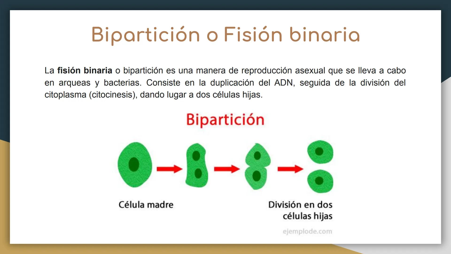 Reproducción sexual y
asexual
• Castillo Cruz Arely
García Cervantes Adriana Paola
García Hernández Andrea Polette
Gonzalez Moreno Gustavo J