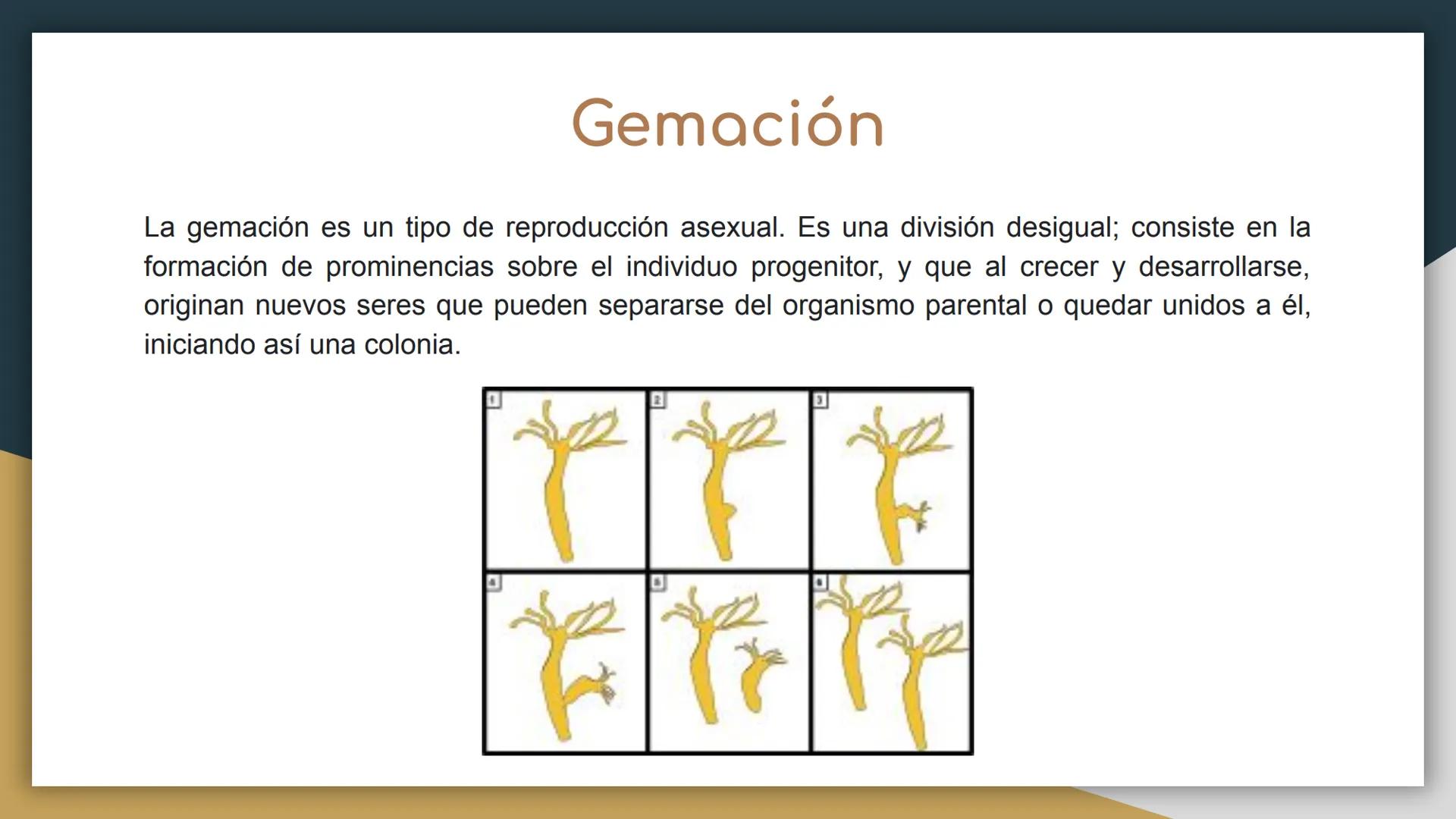 Reproducción sexual y
asexual
• Castillo Cruz Arely
García Cervantes Adriana Paola
García Hernández Andrea Polette
Gonzalez Moreno Gustavo J