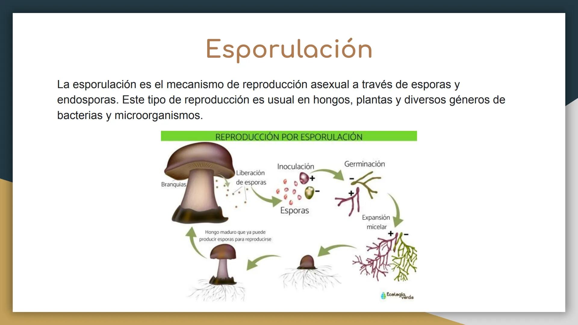 Reproducción sexual y
asexual
• Castillo Cruz Arely
García Cervantes Adriana Paola
García Hernández Andrea Polette
Gonzalez Moreno Gustavo J