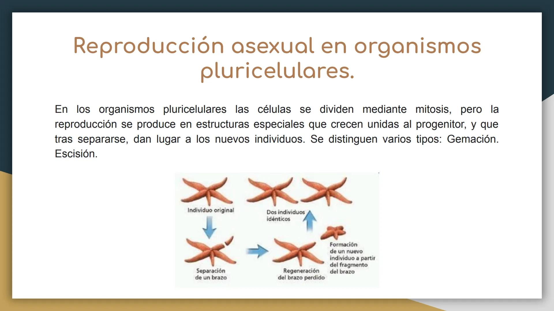 Reproducción sexual y
asexual
• Castillo Cruz Arely
García Cervantes Adriana Paola
García Hernández Andrea Polette
Gonzalez Moreno Gustavo J