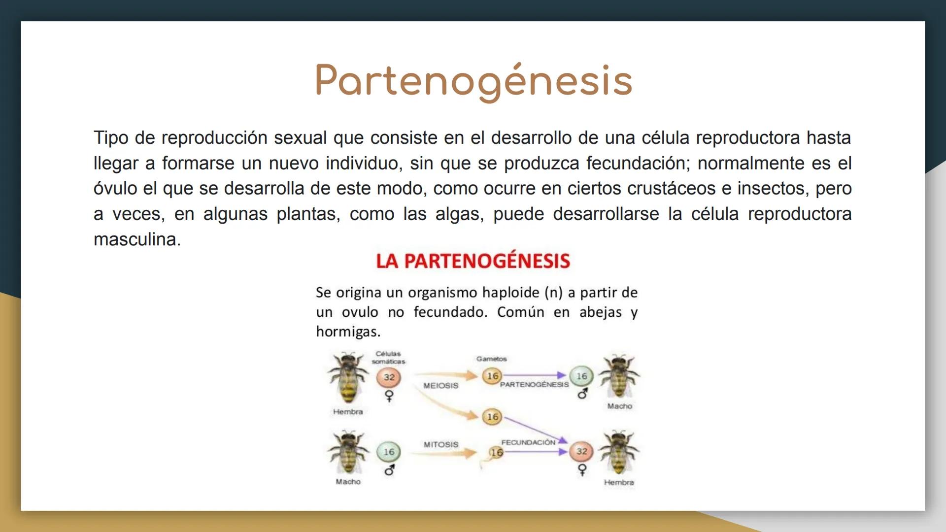 Reproducción sexual y
asexual
• Castillo Cruz Arely
García Cervantes Adriana Paola
García Hernández Andrea Polette
Gonzalez Moreno Gustavo J