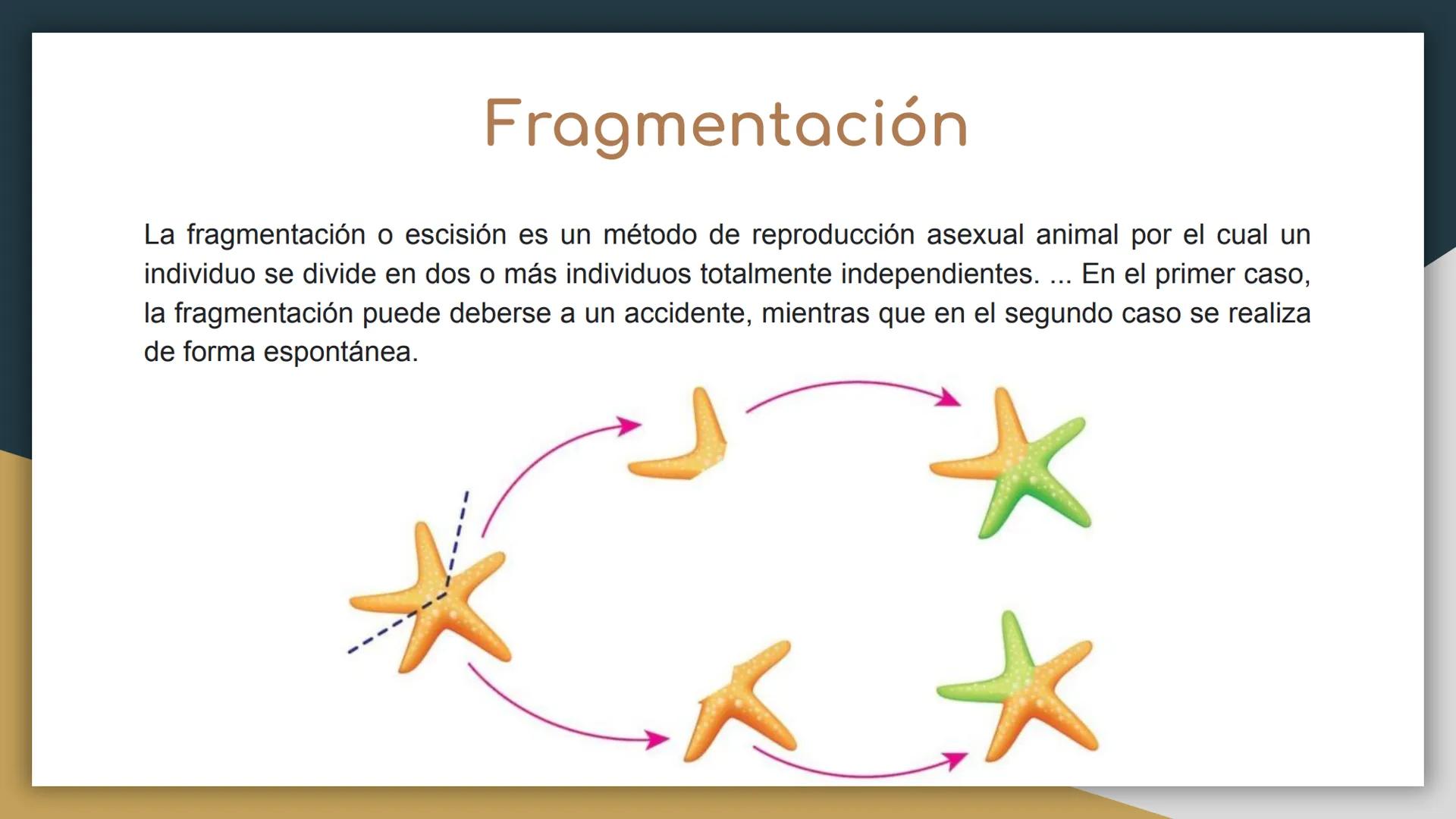 Reproducción sexual y
asexual
• Castillo Cruz Arely
García Cervantes Adriana Paola
García Hernández Andrea Polette
Gonzalez Moreno Gustavo J