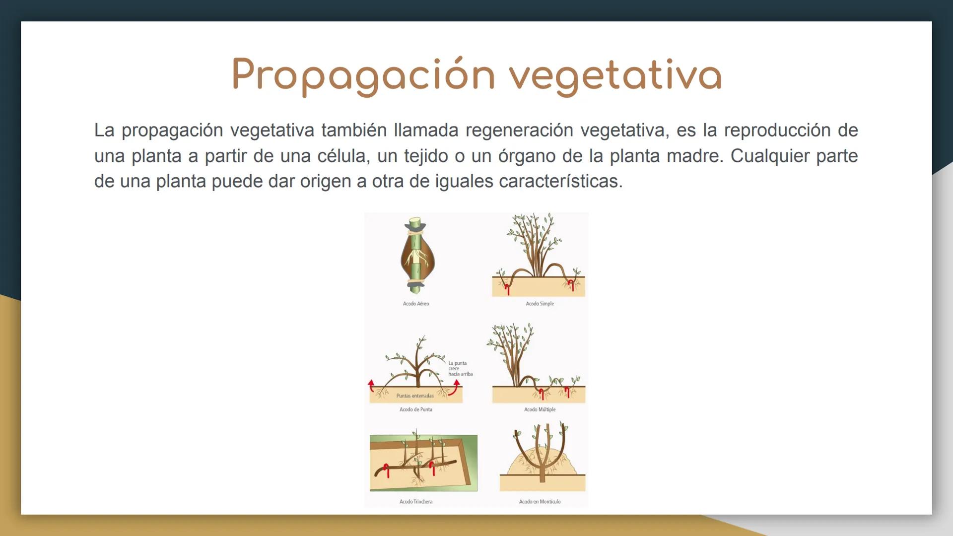 Reproducción sexual y
asexual
• Castillo Cruz Arely
García Cervantes Adriana Paola
García Hernández Andrea Polette
Gonzalez Moreno Gustavo J