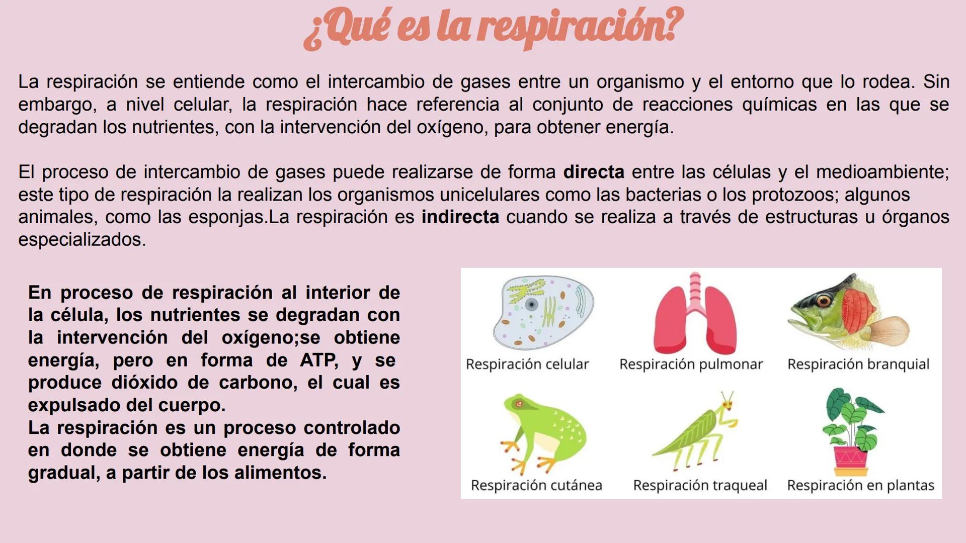 # RESPIRACIÓN
# ANAEROBIA
CASTILLO CRUZ ARELY
GARCÍA CERVANTES ADRIANA PAOLA
GARCÍA HERNÁNDEZ ANDREA POLETTE
GONZALEZ MORENO GUSTAVO JA