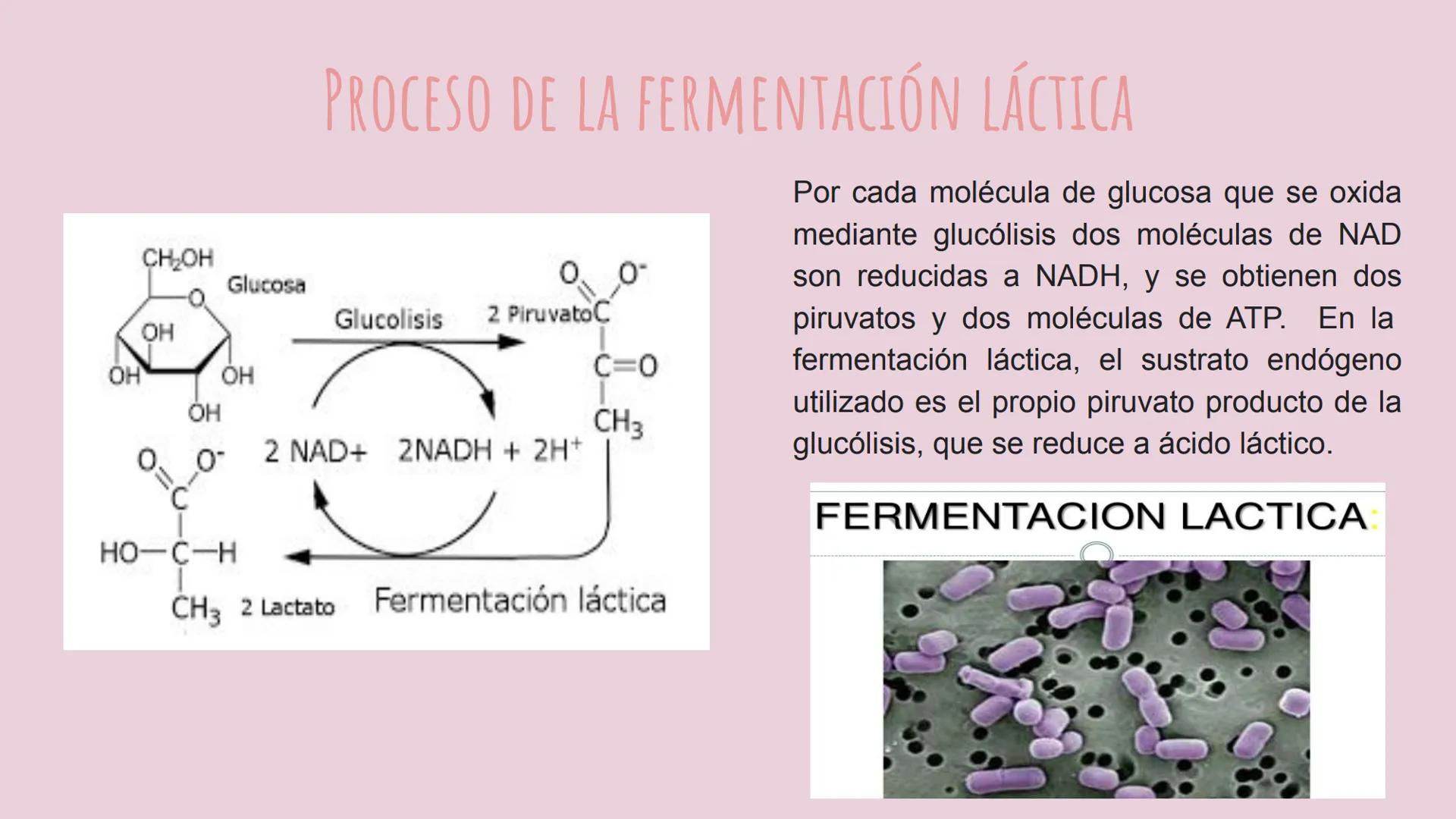 # RESPIRACIÓN
# ANAEROBIA
CASTILLO CRUZ ARELY
GARCÍA CERVANTES ADRIANA PAOLA
GARCÍA HERNÁNDEZ ANDREA POLETTE
GONZALEZ MORENO GUSTAVO JA