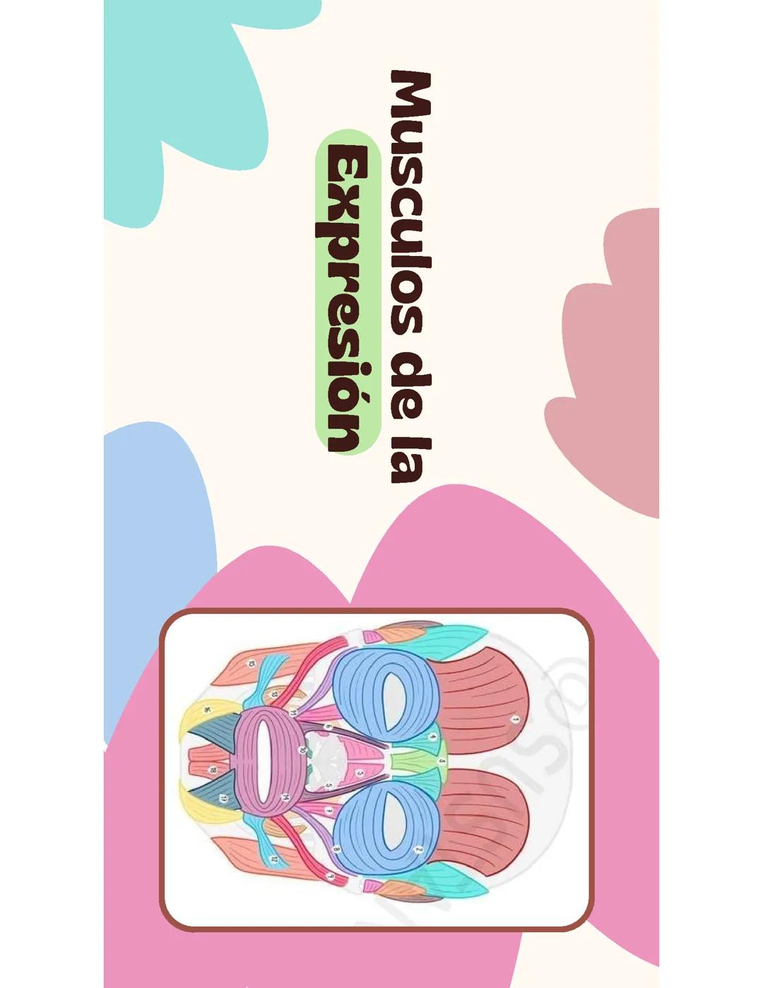 Musculos de la expresión (Faciales)