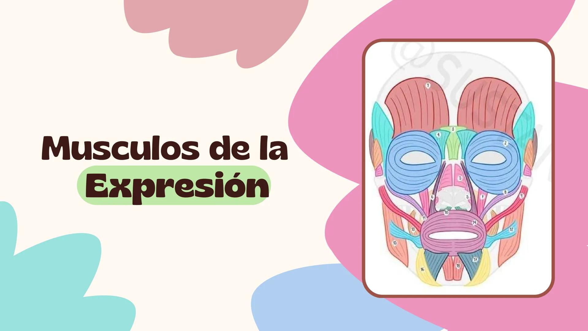 Musculos de la
Expresión
1 Los músculos faciales o de la expresión
(también llamados mimicos) son de
varias maneras, únicos entre los
múscul