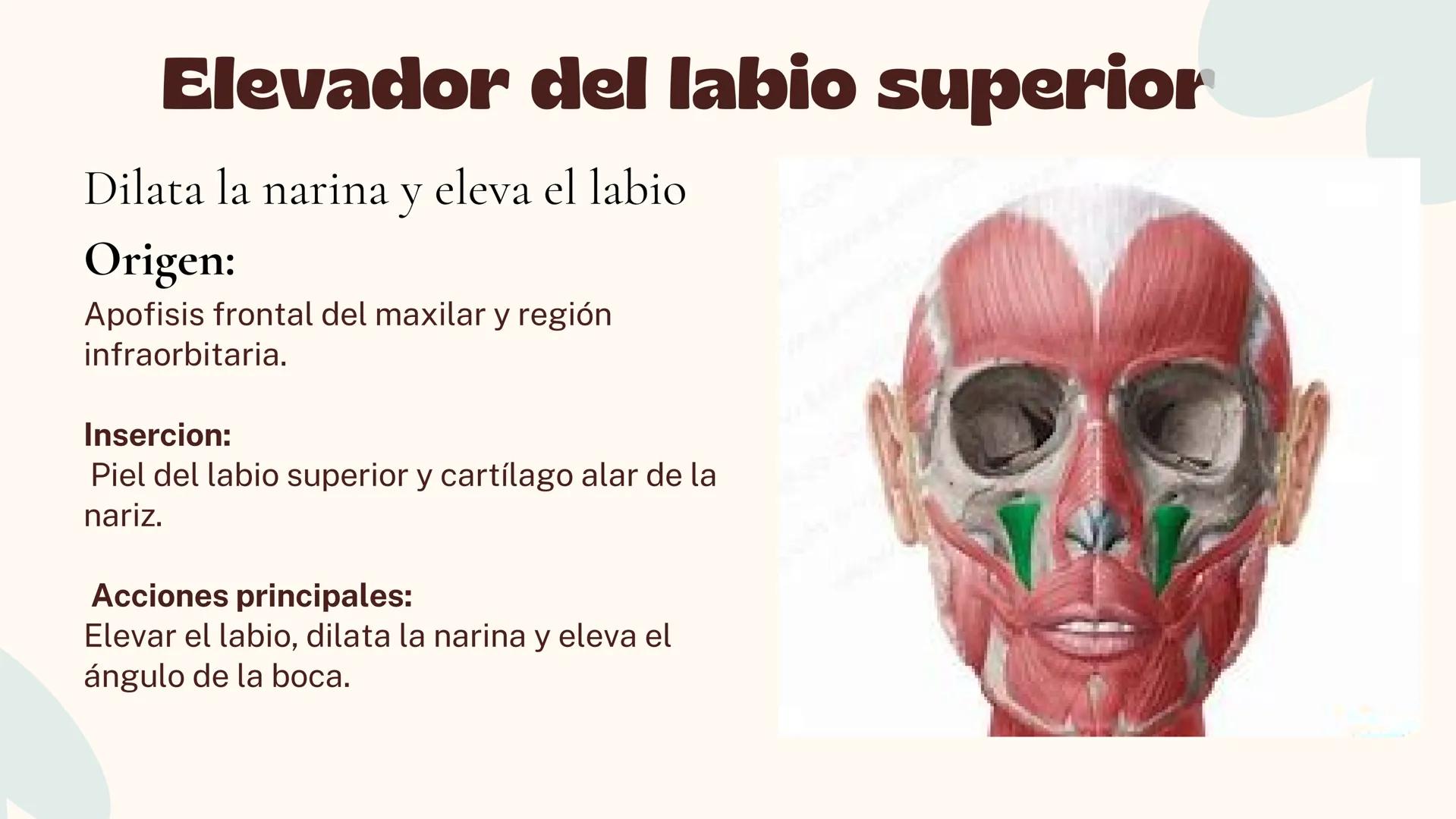 Musculos de la
Expresión
1 Los músculos faciales o de la expresión
(también llamados mimicos) son de
varias maneras, únicos entre los
múscul