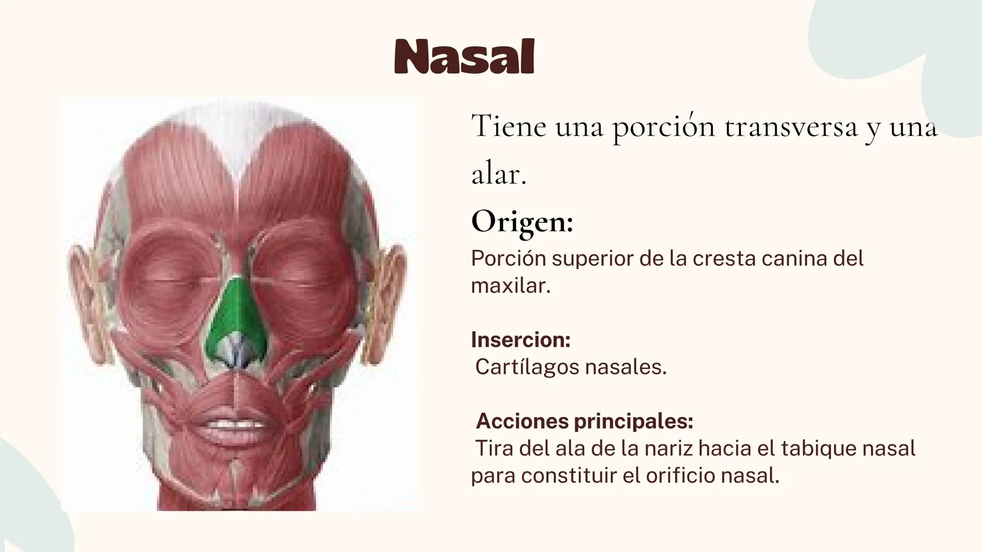 Musculos de la
Expresión
1 Los músculos faciales o de la expresión
(también llamados mimicos) son de
varias maneras, únicos entre los
múscul