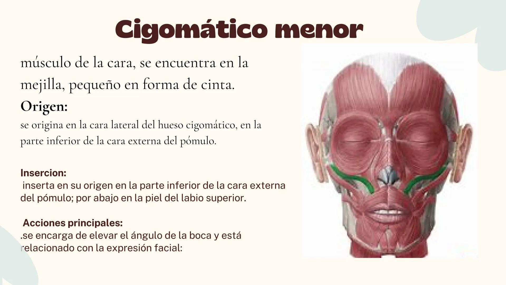 Musculos de la
Expresión
1 Los músculos faciales o de la expresión
(también llamados mimicos) son de
varias maneras, únicos entre los
múscul