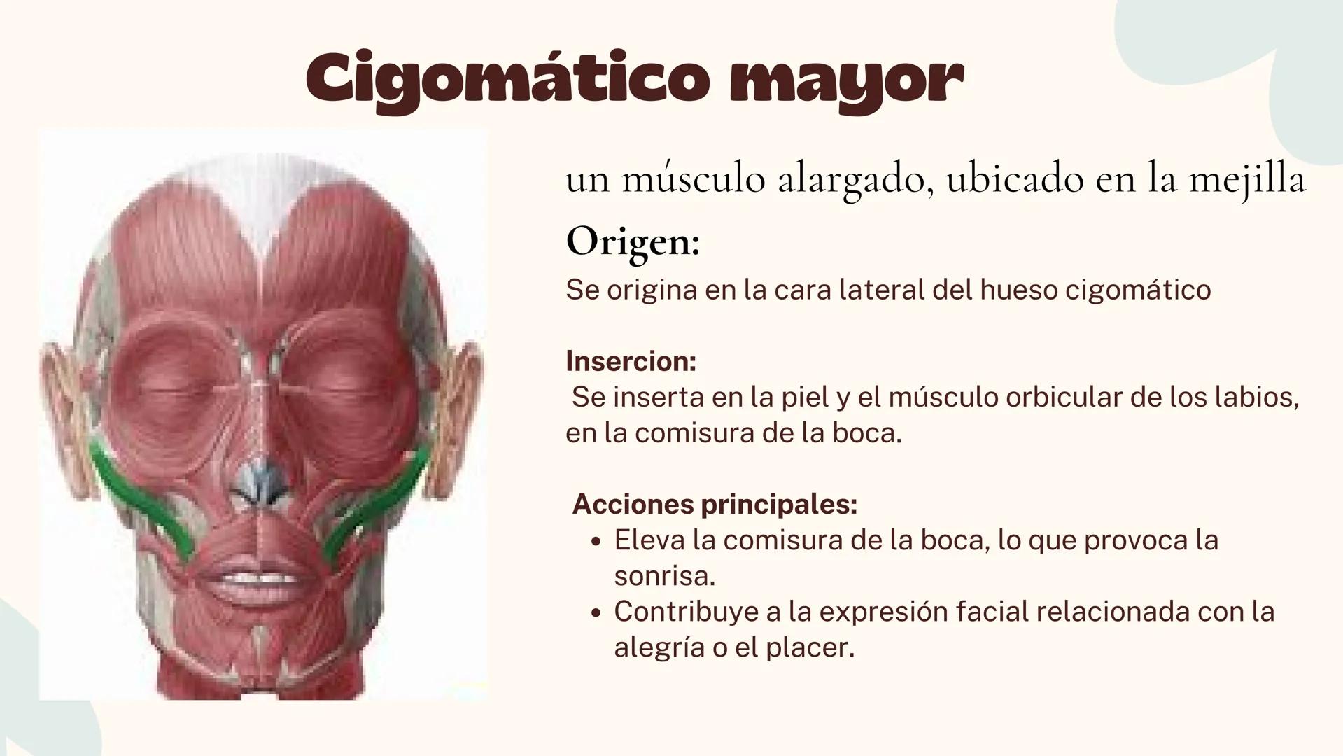Musculos de la
Expresión
1 Los músculos faciales o de la expresión
(también llamados mimicos) son de
varias maneras, únicos entre los
múscul