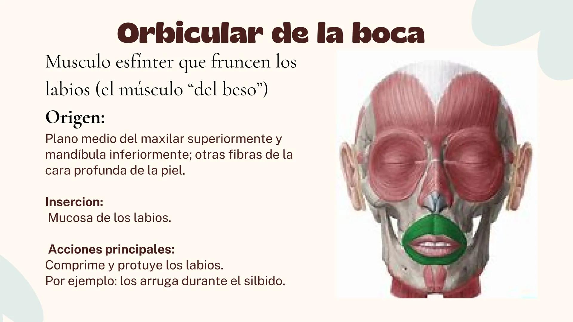 Musculos de la
Expresión
1 Los músculos faciales o de la expresión
(también llamados mimicos) son de
varias maneras, únicos entre los
múscul