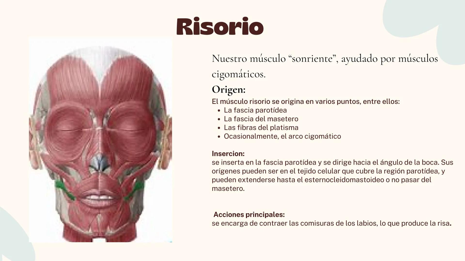 Musculos de la
Expresión
1 Los músculos faciales o de la expresión
(también llamados mimicos) son de
varias maneras, únicos entre los
múscul