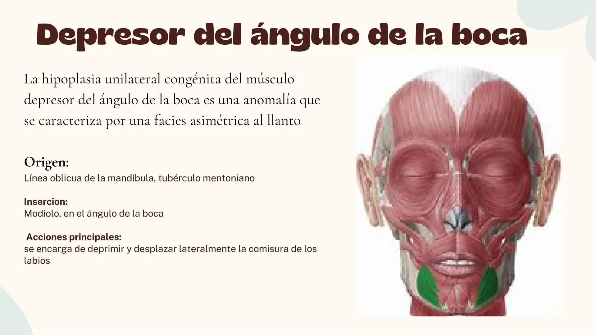 Musculos de la
Expresión
1 Los músculos faciales o de la expresión
(también llamados mimicos) son de
varias maneras, únicos entre los
múscul