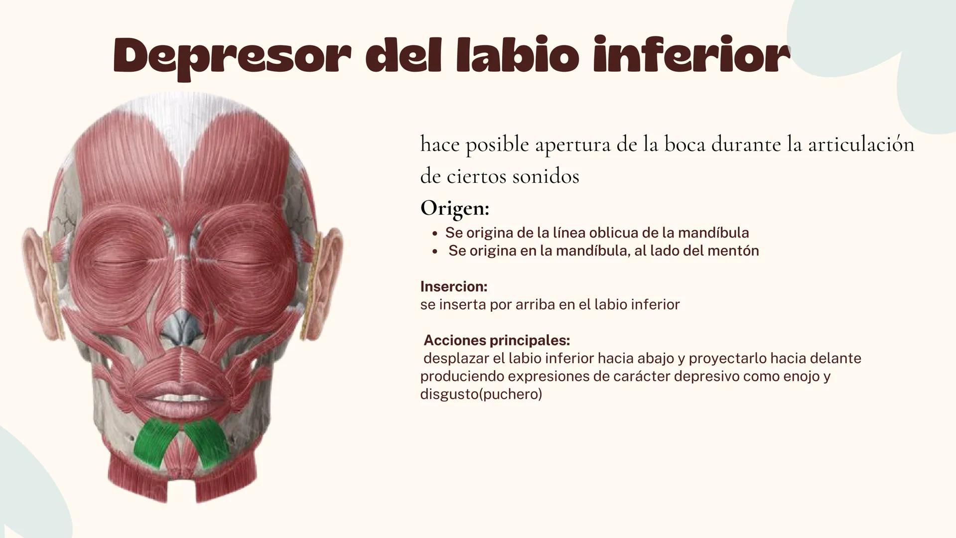 Musculos de la
Expresión
1 Los músculos faciales o de la expresión
(también llamados mimicos) son de
varias maneras, únicos entre los
múscul