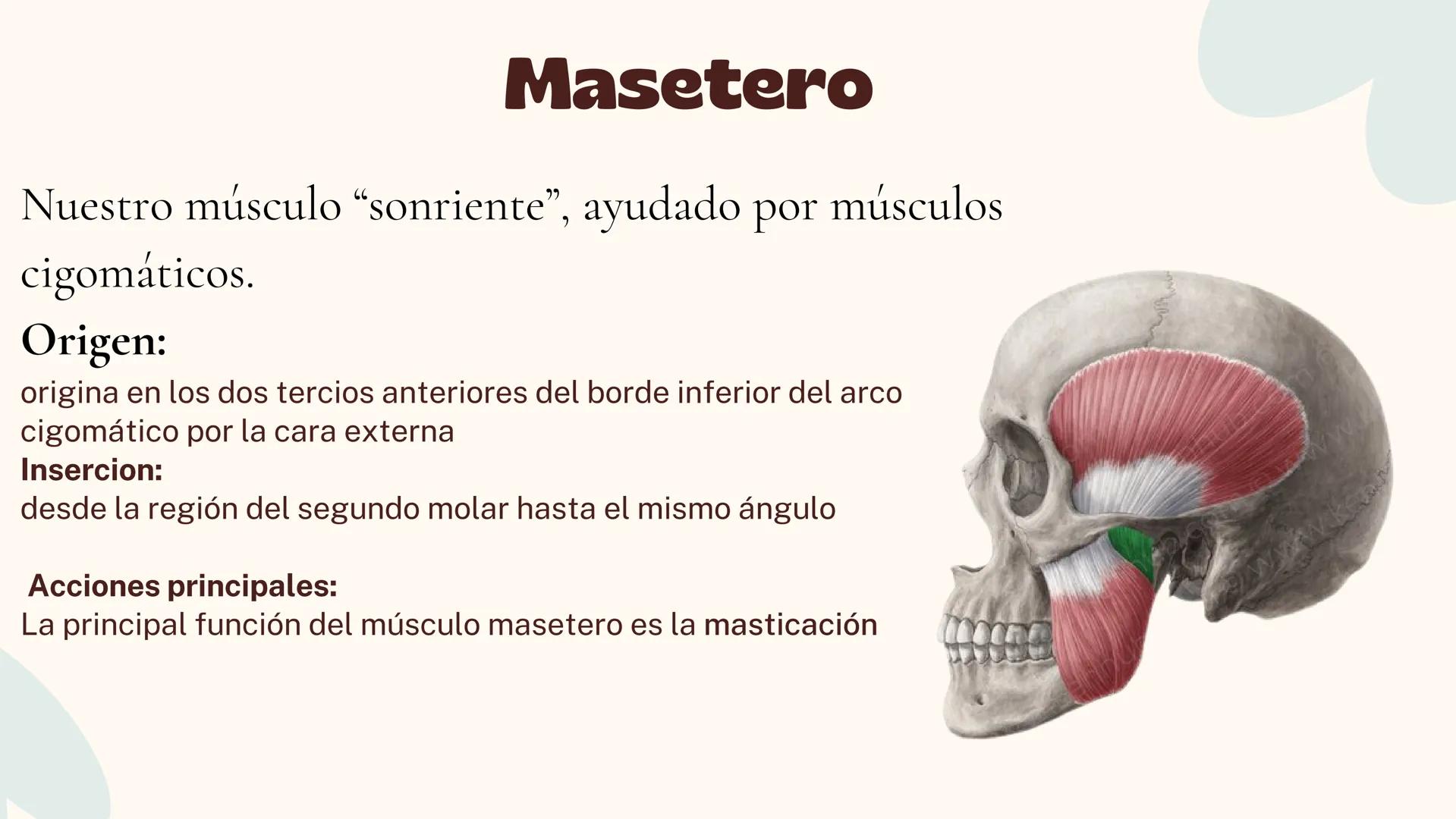 Musculos de la
Expresión
1 Los músculos faciales o de la expresión
(también llamados mimicos) son de
varias maneras, únicos entre los
múscul