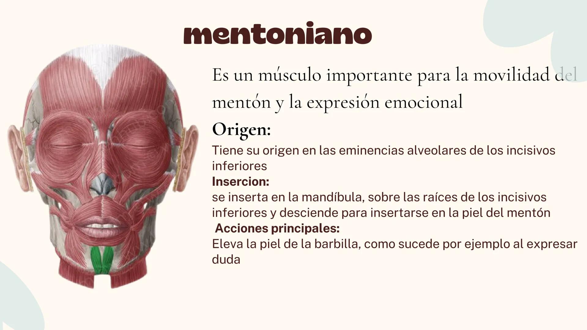 Musculos de la
Expresión
1 Los músculos faciales o de la expresión
(también llamados mimicos) son de
varias maneras, únicos entre los
múscul
