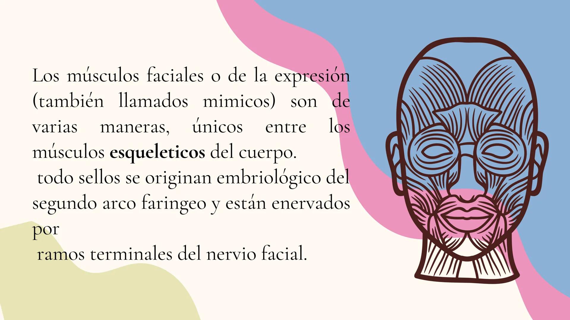 Musculos de la
Expresión
1 Los músculos faciales o de la expresión
(también llamados mimicos) son de
varias maneras, únicos entre los
múscul